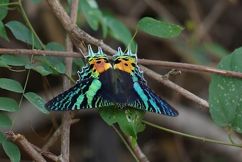 Madagascan Sunset Moth (Chrysiridia rhipheus) This is a day-flying moth that is easily mistakeable for a butterfly. Chrysiridia rhipheus,Fall,Geotagged,Madagascan sunset moth,Madagascar