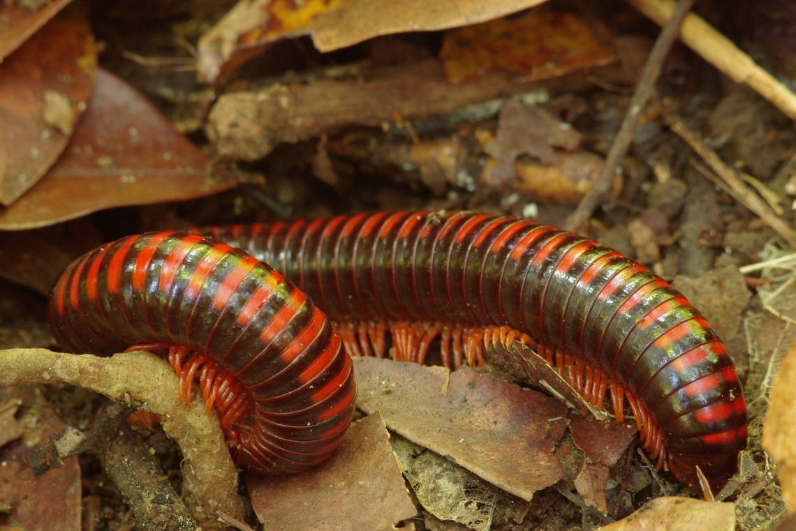 Aphistogoniulus erythrocephalus, one of Madagascar's "giant fire millipedes"  Aphistogoniulus erythrocephalus,Fall,Geotagged,Madagascar