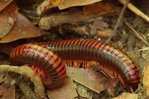 Aphistogoniulus erythrocephalus, one of Madagascar's "giant fire millipedes"  Aphistogoniulus erythrocephalus,Fall,Geotagged,Madagascar