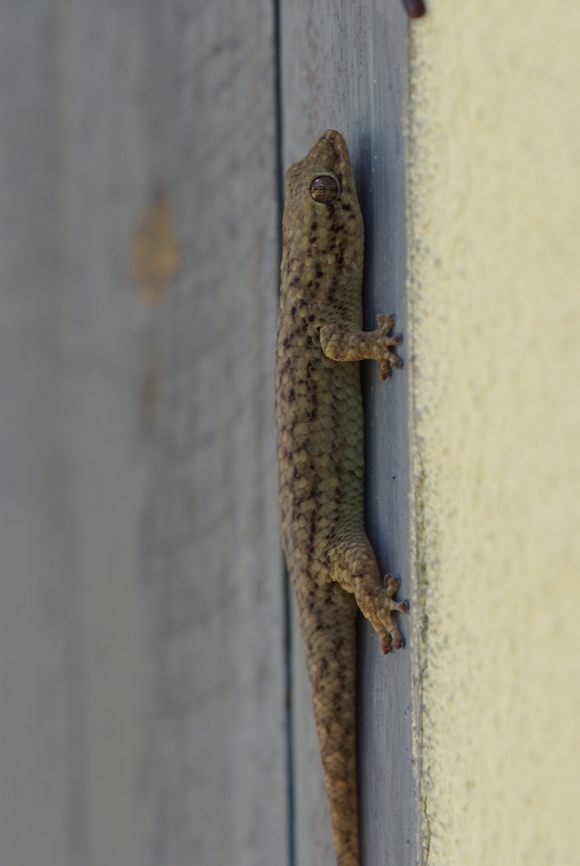 Mahafaly Fish-scale Gecko (Geckolepis typica) This was on the exterior door to a bathroom near the entrance to Ankarana National Park. Also on the same door was one of the bright green day geckos. A good start for a visit to Ankarana! Fall,Geckolepis typica,Geotagged,Grandidiers gecko,Madagascar