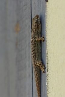Mahafaly Fish-scale Gecko