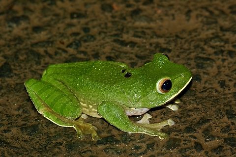 White-lipped Bright-eyed Frog (Boophis albilabris) This frog was on the small road running along the border of Analazamaotra Reserve. This species ranges from browns to bright green like this one. Boophis albilabris,Fall,Geotagged,Madagascar,White-lipped bright-eyed frog