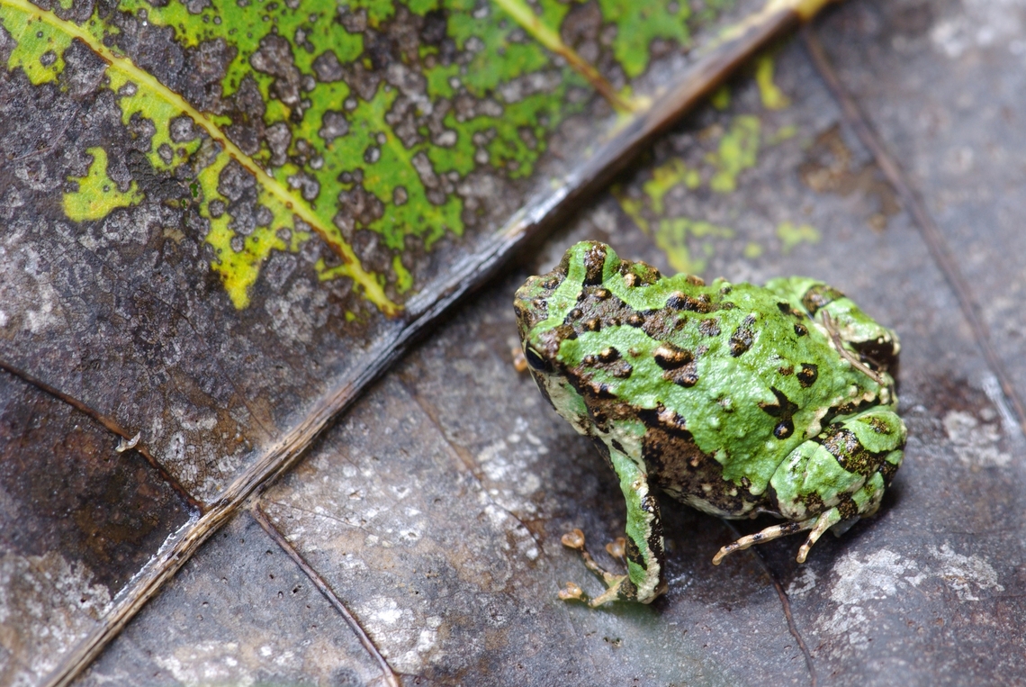 Marbled Rain Frog (Scaphiophryne marmorata) in the leaf litter  Fall,Geotagged,Madagascar,Scaphiophryne marmorata