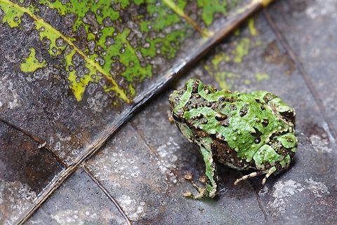Marbled Rain Frog (Scaphiophryne marmorata) in the leaf litter Fall,Geotagged,Madagascar,Scaphiophryne marmorata