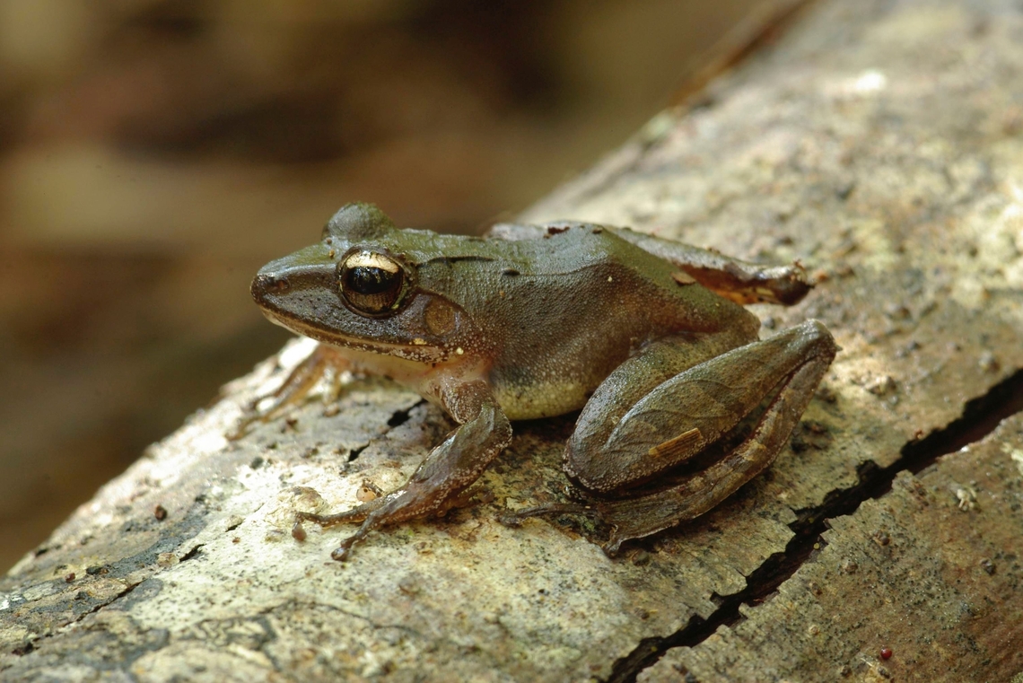 Banded Madagascar Frog (Gephyromantis redimitus) on a log  Fall,Frog,Geotagged,Gephyromantis redimitus,Madagascar