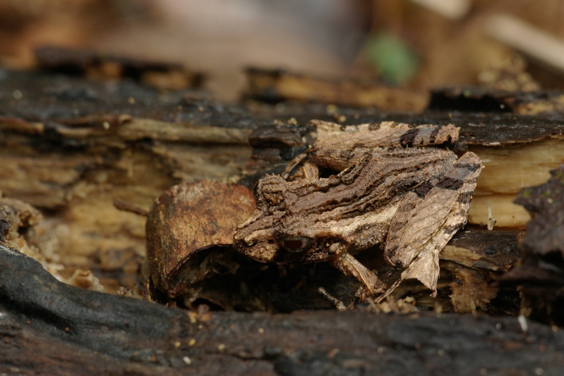 A well-camouflaged Gephyromantis ambohitra on the forest floor  Fall,Geotagged,Gephyromantis ambohitra,Madagascar