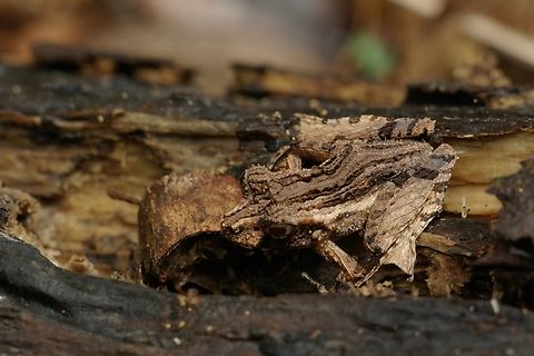 A well-camouflaged Gephyromantis ambohitra on the forest floor  Fall,Geotagged,Gephyromantis ambohitra,Madagascar