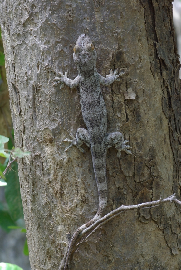 Madagascar Velvet Gecko (Blaesodactylus boivini) hugging a tree Imagine my surprise to see this very large gecko in the daylight, clinging onto this tree trunk. Blaesodactylus boivini,Fall,Geotagged,Madagascar