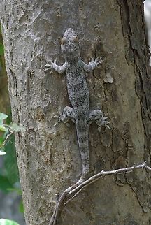 Madagascar Velvet Gecko (Blaesodactylus boivini) hugging a tree Imagine my surprise to see this very large gecko in the daylight, clinging onto this tree trunk. Blaesodactylus boivini,Fall,Geotagged,Madagascar