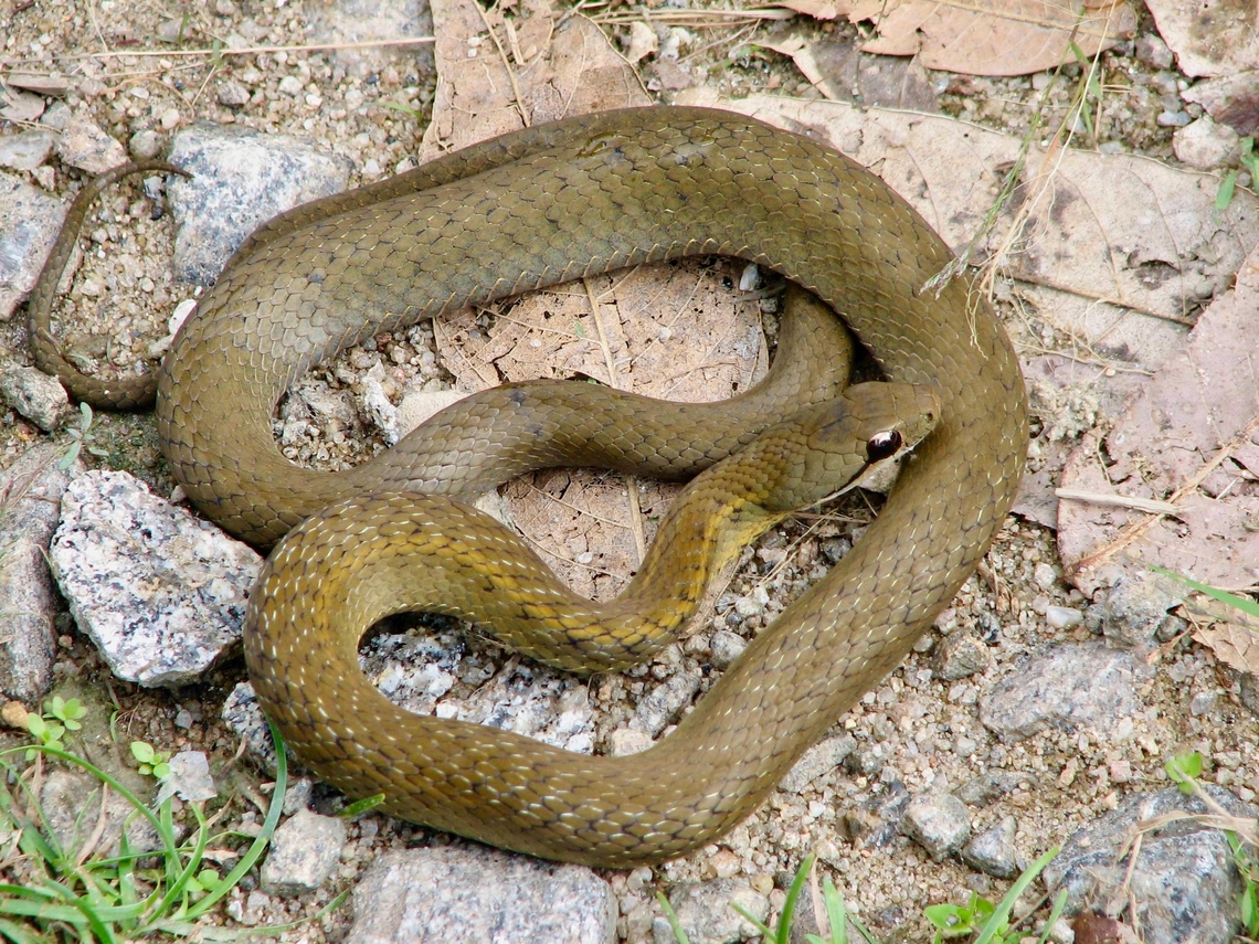 Forest Water Snake (Thamnosophis infrasignatus)  Colubrid,Fall,Geotagged,Madagascar,Thamnosophis infrasignatus