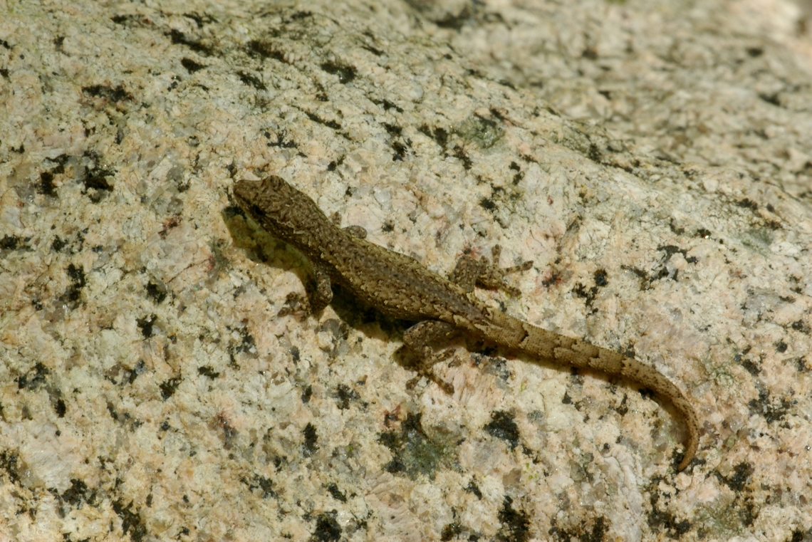 Robust Dwarf Gecko (Lygodactylus pictus) Not really all that robust in the grand scheme of things, but the Lygodactylus competition for robustness is pretty feeble. Fall,Geotagged,Lygodactylus pictus,Madagascar,Robust dwarf gecko