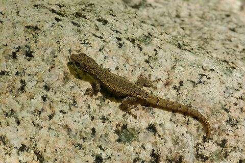 Robust Dwarf Gecko (Lygodactylus pictus) Not really all that robust in the grand scheme of things, but the Lygodactylus competition for robustness is pretty feeble. Fall,Geotagged,Lygodactylus pictus,Madagascar,Robust dwarf gecko