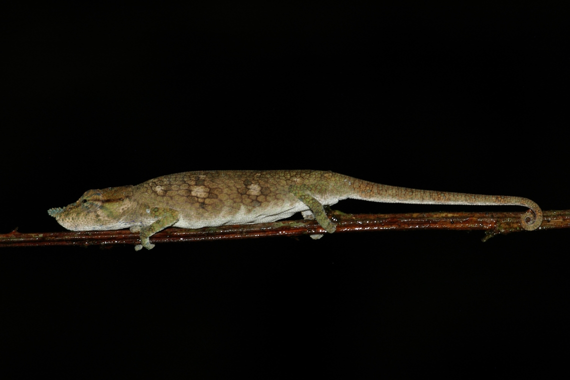 Ranomafana Nosed Chameleon (Calumma tjiasmantoi) This and several other species were split from Calumma nasutum in 2020 Calumma tjiasmantoi,Fall,Geotagged,Madagascar