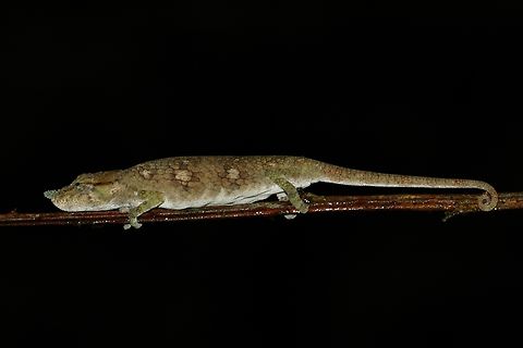 Ranomafana Nosed Chameleon (Calumma tjiasmantoi) This and several other species were split from Calumma nasutum in 2020 Calumma tjiasmantoi,Fall,Geotagged,Madagascar