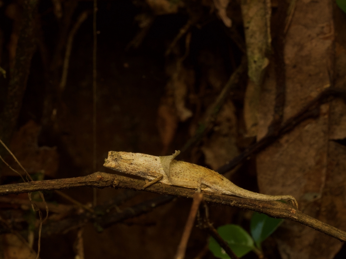 Ramanantsoa's Leaf Chameleon, peeling its skin off Sounds rather dramatic, eh? Really it was just sitting there being cute. Brookesia ramanantsoai,Fall,Geotagged,Madagascar