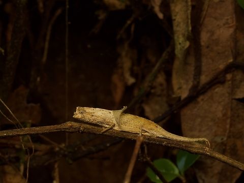 Ramanantsoa's Leaf Chameleon, peeling its skin off Sounds rather dramatic, eh? Really it was just sitting there being cute. Brookesia ramanantsoai,Fall,Geotagged,Madagascar