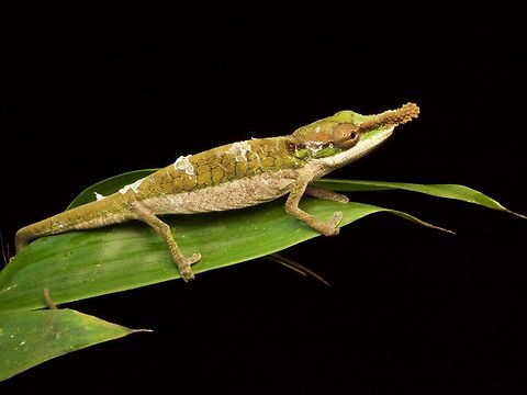 The aptly-named Two-toned Soft-nosed Chameleon trying to look dignified... ... but failing. This is an adult male, just about done shedding its skin. Calumma roaloko,Fall,Geotagged,Madagascar