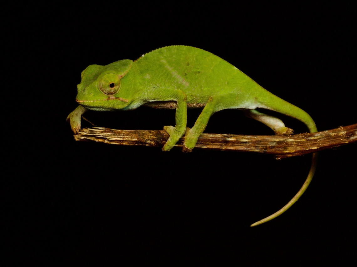 A juvenile Fork-nosed Chameleon (Furcifer bifidus) We didn&#039;t find any adults of this species, but the juveniles are still identifiable from the position and size of their lighter patches and the two little baby points where the fork-nose will eventually be. Fall,Furcifer bifidus,Geotagged,Madagascar