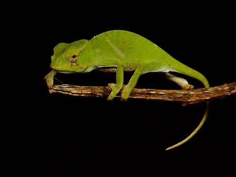 Fork-nosed Chameleon