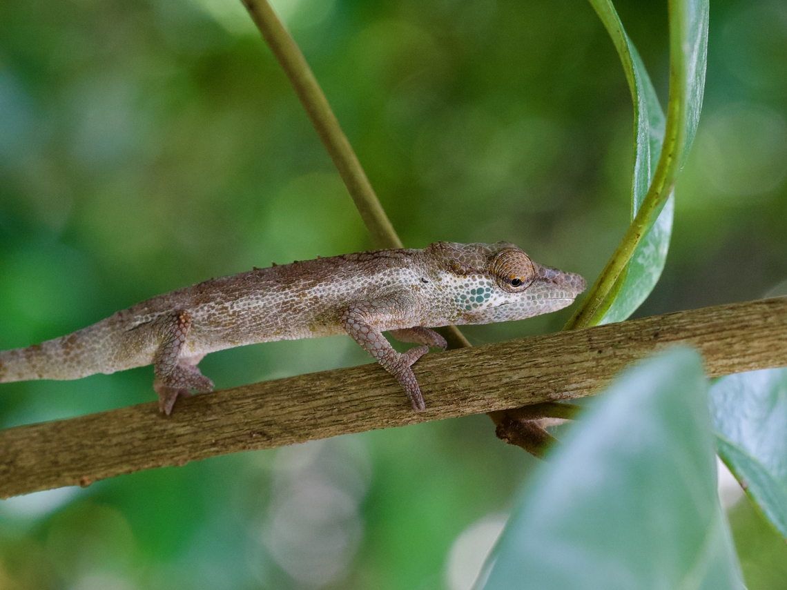 A wary Vohibola Forest Chameleon (Calumma vohibola) This is one of many species that were originally all lumped together as Calumma nasutum. The nose bump ("rostral projection") is particularly small on this species, which is found only in one small forested area. Calumma vohibola,Fall,Geotagged,Madagascar