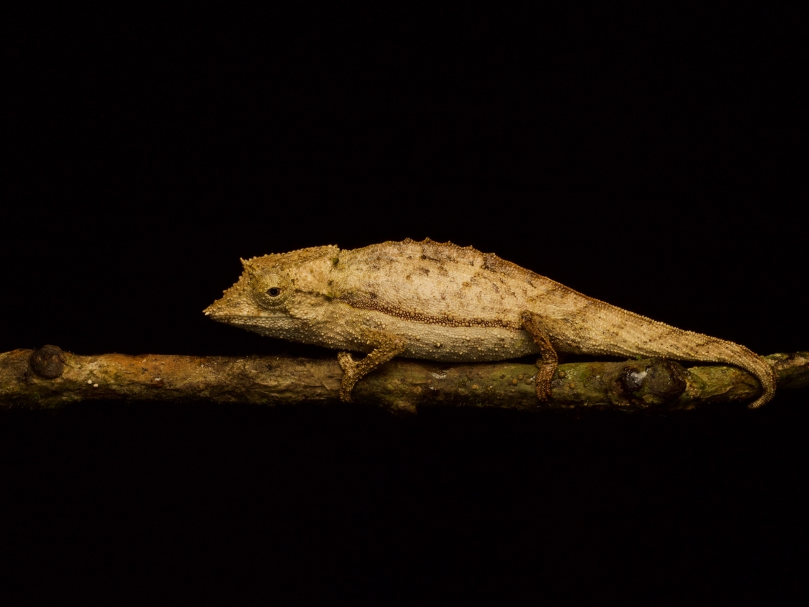 An extremely silly yet serious-looking Elongate Leaf Chameleon (Palleon nasus) Oh, the stories it could tell, if it could only tell stories. These particularly pointy little critters used to be considered part of the genus Brookesia, but they were deemed distinctive enough in appearance and DNA to warrant their very own genus (along with even more obscure cousin Palleon lolantany). Fall,Geotagged,Madagascar,Palleon nasus