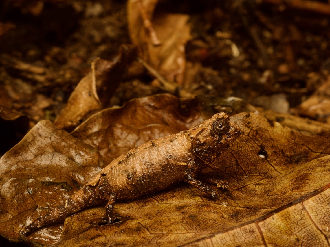Brygoo's Leaf Chameleon (Brookesia brygooi) living up to its name It is not easy to see these extremely slow-moving and tiny chameleons in identically colored dead leaves, believe you me. Brookesia brygooi,Fall,Geotagged,Madagascar