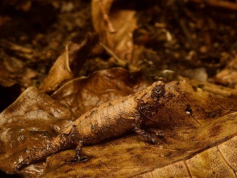 Brygoo's Leaf Chameleon (Brookesia brygooi) living up to its name It is not easy to see these extremely slow-moving and tiny chameleons in identically colored dead leaves, believe you me. Brookesia brygooi,Fall,Geotagged,Madagascar