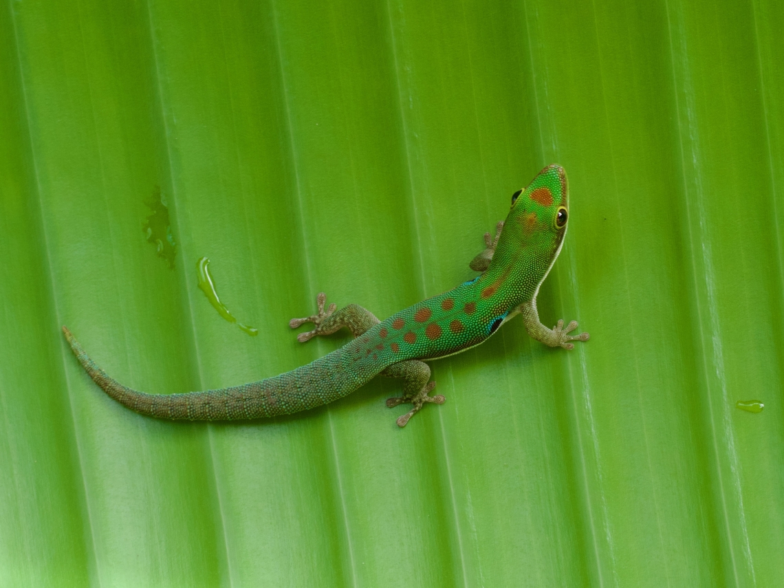 Phelsuma parva, green on green These cute li&#039;l lizards were formerly considered a subspecies of the Peacock Day Gecko (Phelsuma quadriocellata), but are now proud to be a full species. Fall,Geotagged,Madagascar,Phelsuma parva