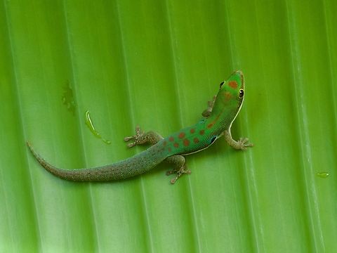 Phelsuma parva, green on green These cute li'l lizards were formerly considered a subspecies of the Peacock Day Gecko (Phelsuma quadriocellata), but are now proud to be a full species. Fall,Geotagged,Madagascar,Phelsuma parva