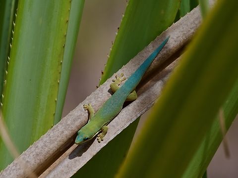 A Morondava Day Gecko (Phelsuma hielscheri) high in a Pandanus plant  Fall,Geotagged,Madagascar,Phelsuma hielscheri