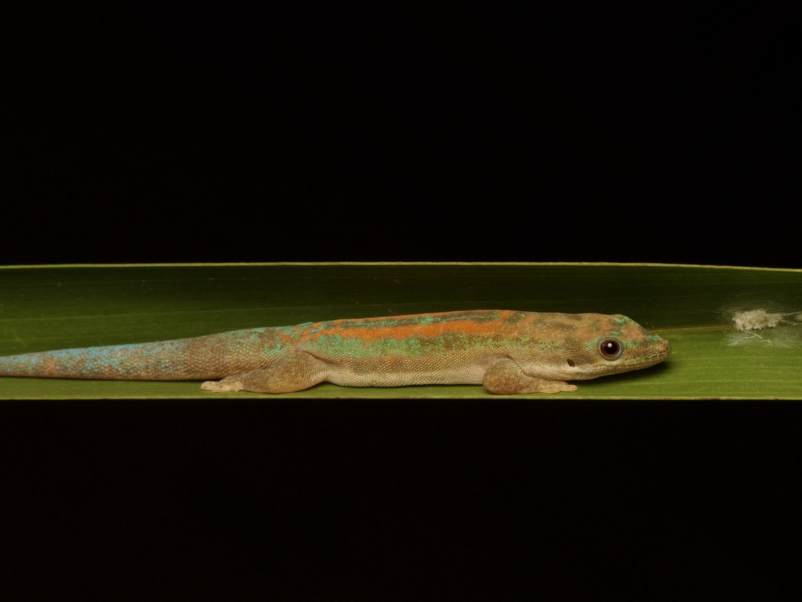 A Modest Day Gecko (Phelsuma modesta) looking oh-so-humble The ones in this area are subspecies P. m. leiogaster Fall,Geotagged,Madagascar,Phelsuma modesta
