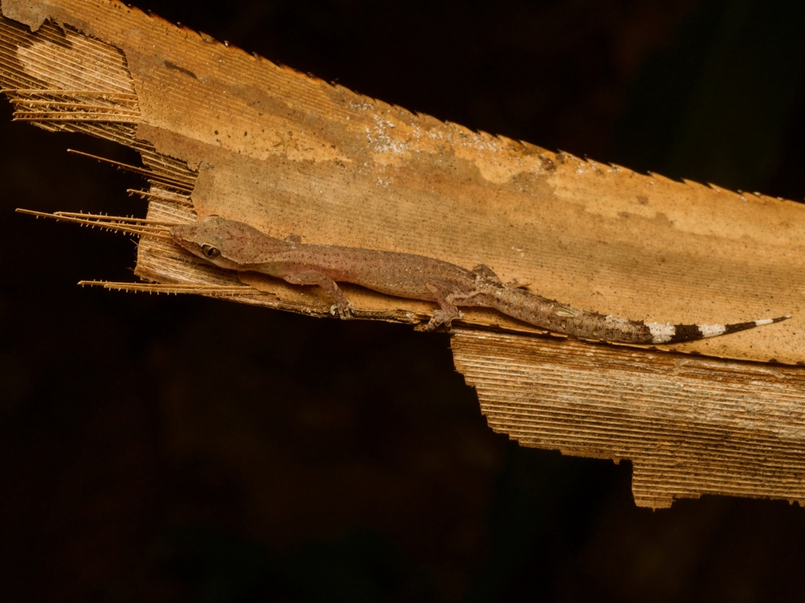 Boettger's Clawless Gecko (Ebenavia boettgeri) We were looking for this type of gecko on dry palm fronds, and sure enough that&#039;s where this one was. Ebenavia boettgeri,Fall,Geotagged,Madagascar