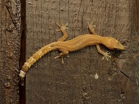 Greater Clawless Gecko (Ebenavia robusta) My reward for an already reward-filled night hike at Ranomafana was this charming gecko on the outside of my bungalow. Ebenavia robusta,Fall,Geotagged,Madagascar