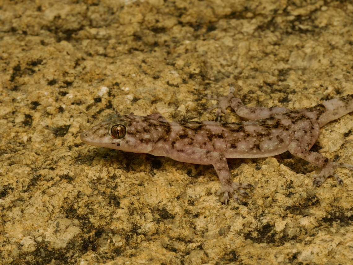 Anja Half-padded Gecko (Paragehyra felicitae) on some matching granite I was last in Madagascar in 2007, and I visited Anja Reserve at that time, but only during the day. In the meantime this gecko was described in 2014, and on a return visit to Anja Reserve I really wanted to find one. We found this one within ten minutes of reaching the granite outcroppings that are the heart of this reserve, and then at least half a dozen more after that. I guess scientists hadn&#039;t been visiting at night much before 2014. Fall,Geotagged,Madagascar,Paragehyra felicitae