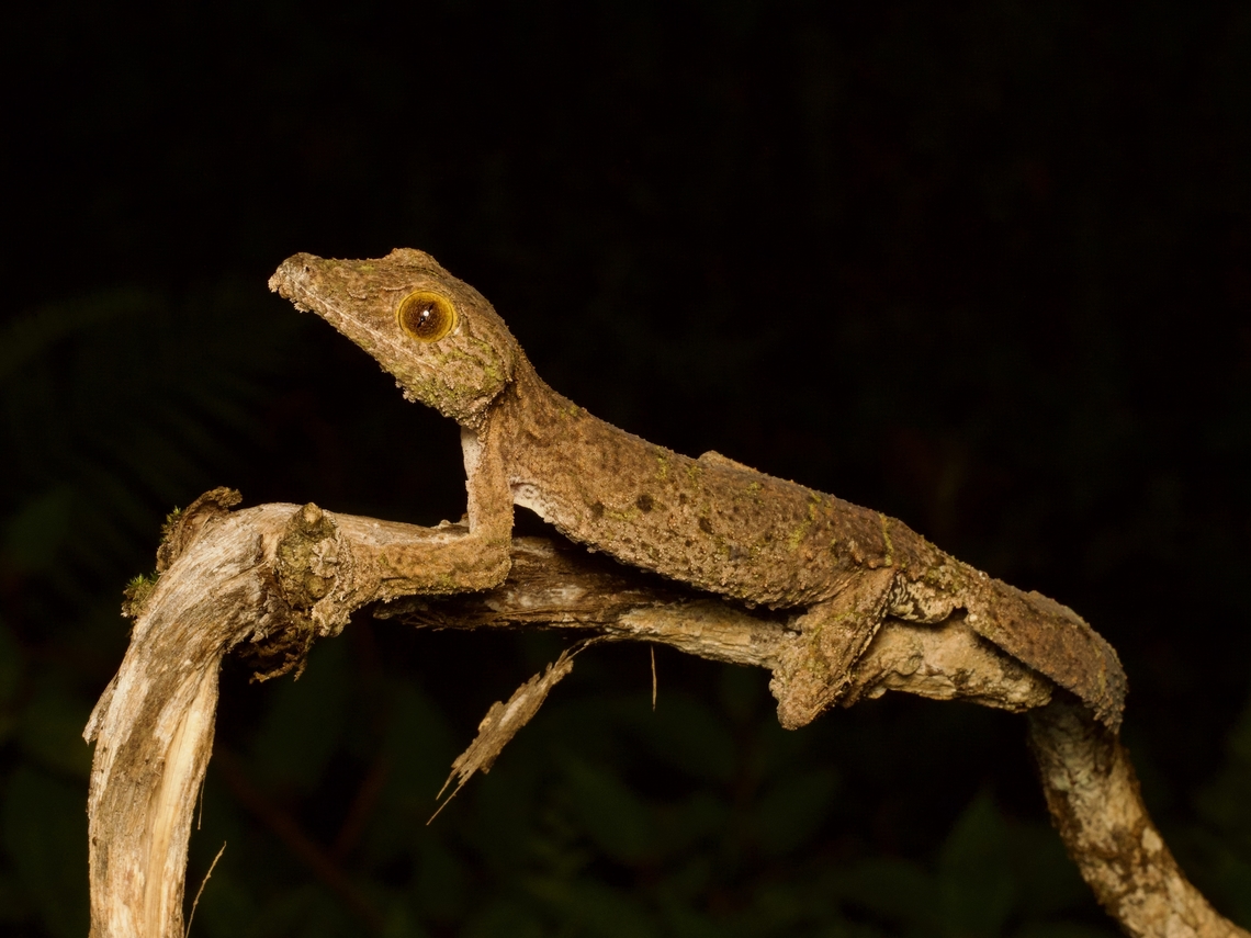 Southeastern Lowland Leaf-tailed Gecko (Uroplatus sameiti) Incredible camouflage on these geckos. Fall,Geotagged,Madagascar,Uroplatus sameiti