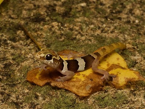 Kirindy Leaf-toed Gecko