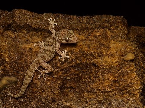 Betroka Leaf-toed Gecko