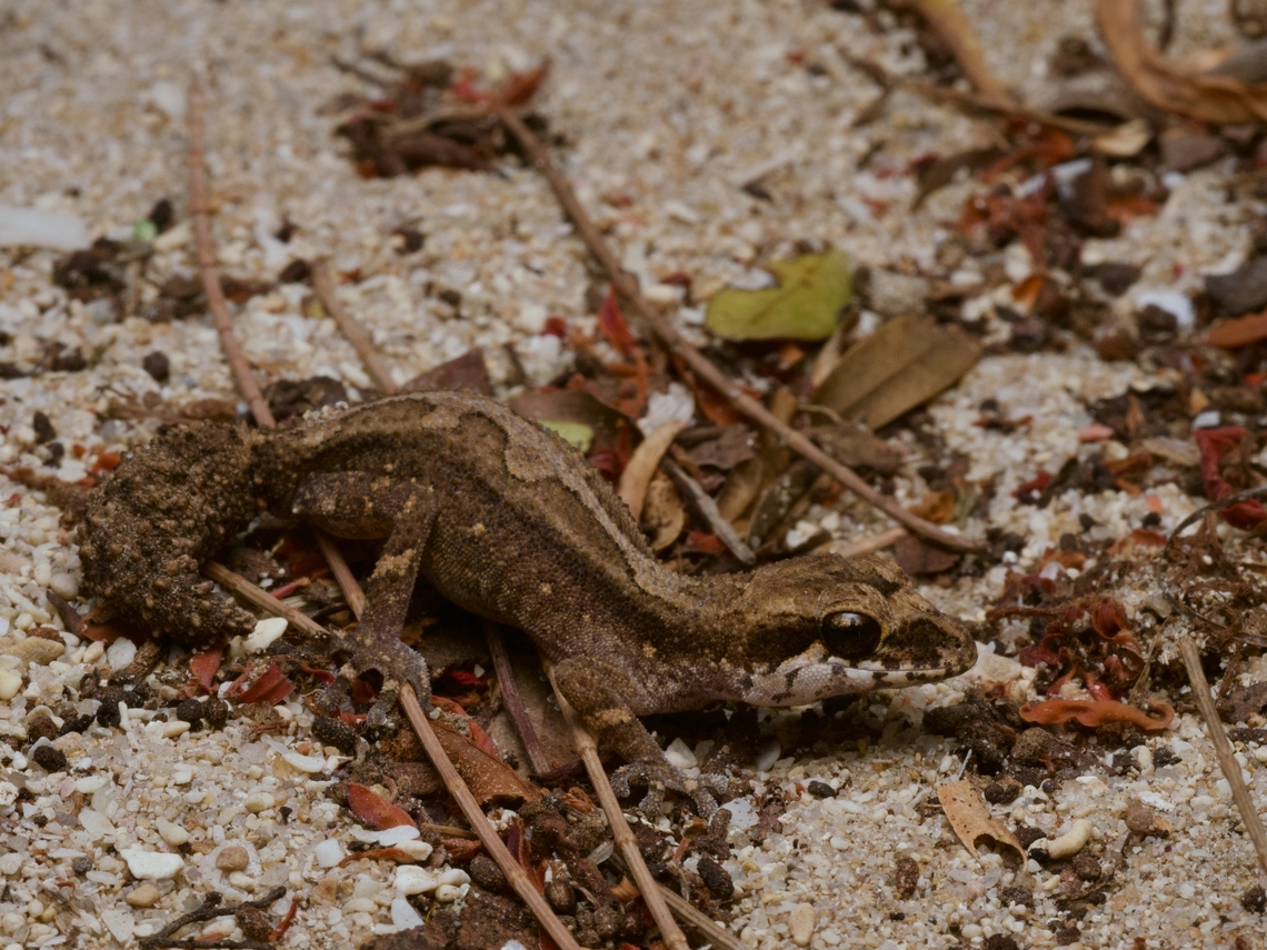 Grandidier's Madagascar Ground Gecko (Paroedura androyensis) This is one of the smallest species of Paroedura, with a weird-looking tail. Fall,Geotagged,Grandidier's Madagascar ground gecko,Madagascar,Paroedura androyensis