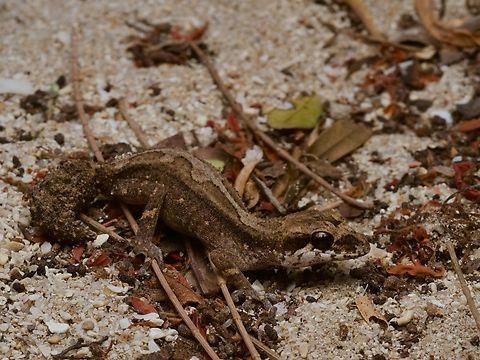 Grandidier's Madagascar Ground Gecko (Paroedura androyensis) This is one of the smallest species of Paroedura, with a weird-looking tail. Fall,Geotagged,Grandidier's Madagascar ground gecko,Madagascar,Paroedura androyensis