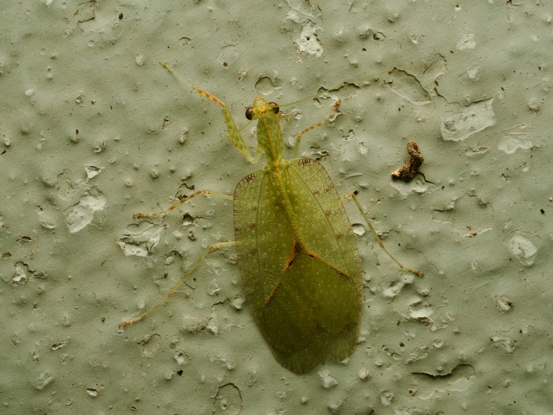 Enicophlebia pallida, a small and flat Madagascar mantis This one is posing in situ on the front wall of my bungalow at Setam Lodge near Ranomafana National Park. Not the most glorious background, but quite a cool mantis. Enicophlebia pallida,Fall,Geotagged,Madagascar