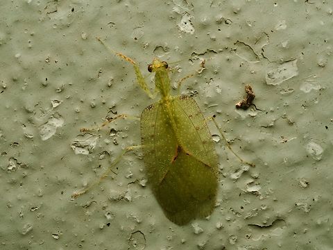 Enicophlebia pallida, a small and flat Madagascar mantis This one is posing in situ on the front wall of my bungalow at Setam Lodge near Ranomafana National Park. Not the most glorious background, but quite a cool mantis. Enicophlebia pallida,Fall,Geotagged,Madagascar