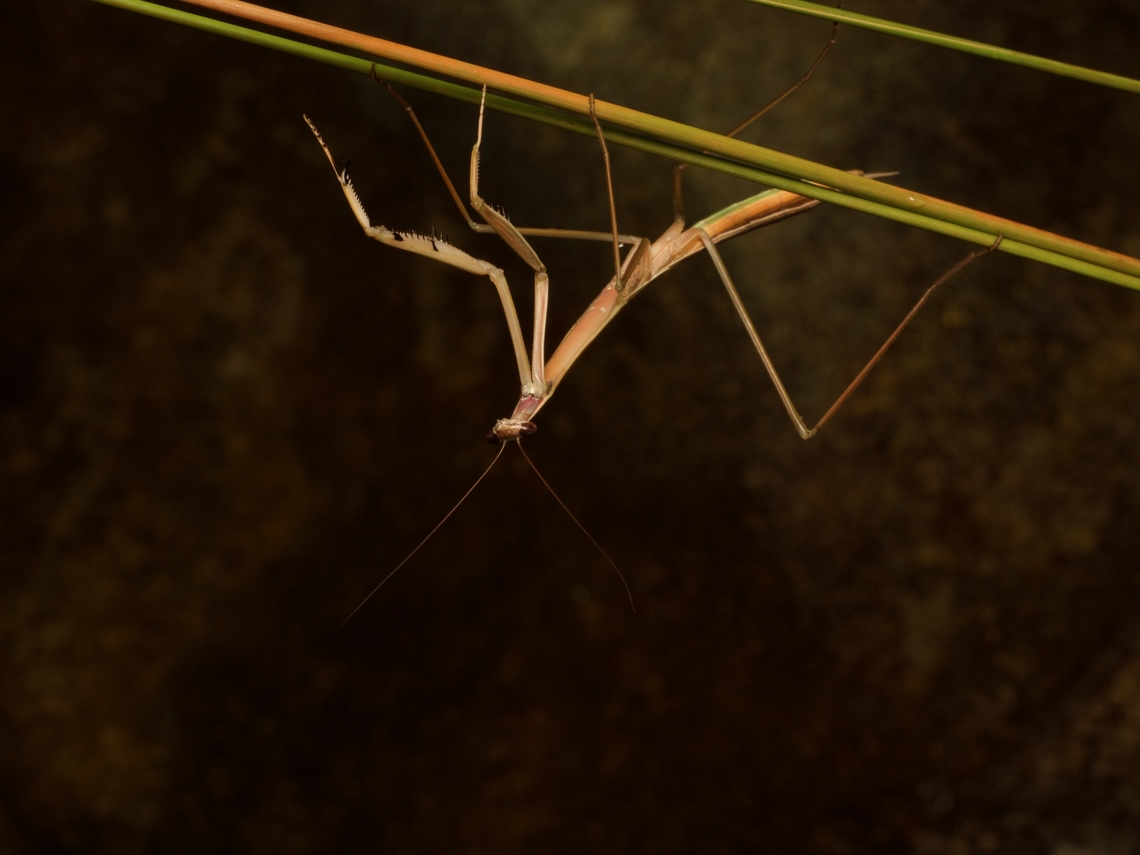 A Stick Mantis (Tenodera superstitiosa) flaunting its slim profile  Fall,Geotagged,Madagascar,Tenodera supersitiosa,Tenodera superstitiosa