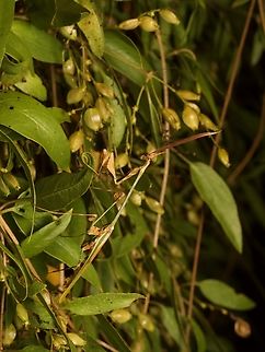 Chopardempusa neglecta, an excellently weird Madagascar mantis Big feathery antennae! Strange leaf-like protrusions on its leg joints! Head spike! What's not to love? Chopardempusa neglecta,Fall,Geotagged,Madagascar
