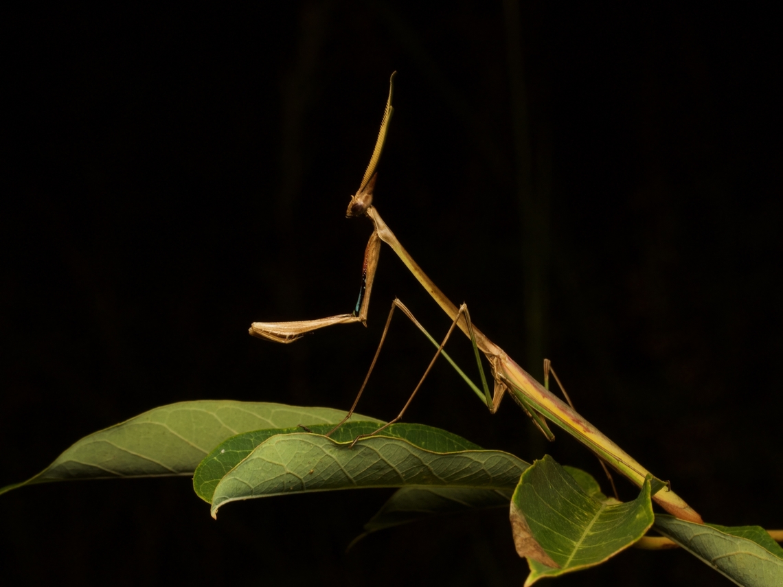 Madagascar Cone-head Mantid (Idolomorpha madagascariensis) posing nicely Maybe not quite as weird as Chopardempusa neglecta (<a href="https://www.jungledragon.com/image/151807/chopardempusa_neglecta_an_excellently_weird_madagascar_mantis.html)" rel="nofollow">https://www.jungledragon.com/image/151807/chopardempusa_neglecta_an_excellently_weird_madagascar_mantis.html)</a>, but its head is still a marvel. Fall,Geotagged,Idolomorpha madagascariensis,Madagascar,Madagascar Cone-head Mantid