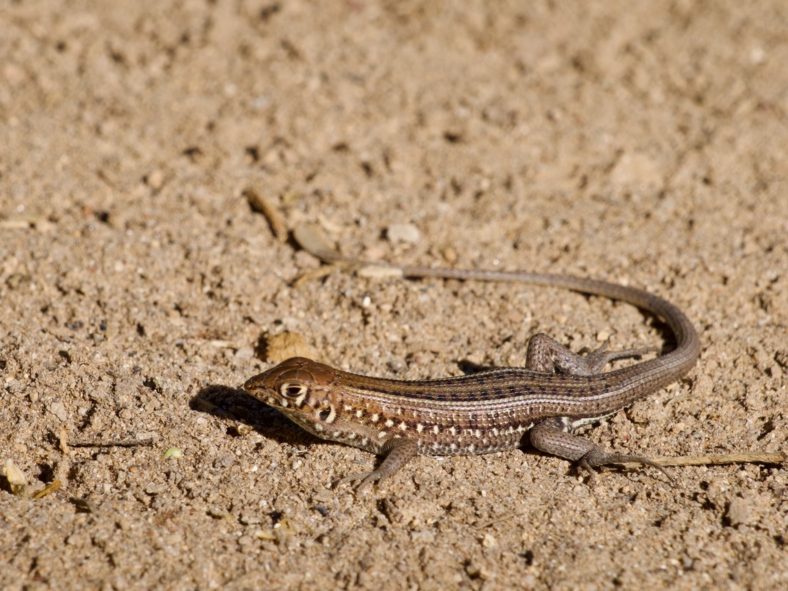 Madagascar Keeled Cordylid (Tracheloptychus madagascariensis) basking on sand Most of Madagascar&#039;s lizards in the family Gerrhosauridae are in the genus Zonosaurus. The two exceptions are the two species in Tracheloptychus, which look like small Zonosaurus but with keeled scales. I was lucky enough to see populations of each of the two. Fall,Geotagged,Madagascar,Tracheloptychus madagascariensis