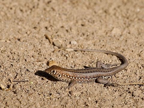 Madagascar Keeled Cordylid (Tracheloptychus madagascariensis) basking on sand Most of Madagascar's lizards in the family Gerrhosauridae are in the genus Zonosaurus. The two exceptions are the two species in Tracheloptychus, which look like small Zonosaurus but with keeled scales. I was lucky enough to see populations of each of the two. Fall,Geotagged,Madagascar,Tracheloptychus madagascariensis