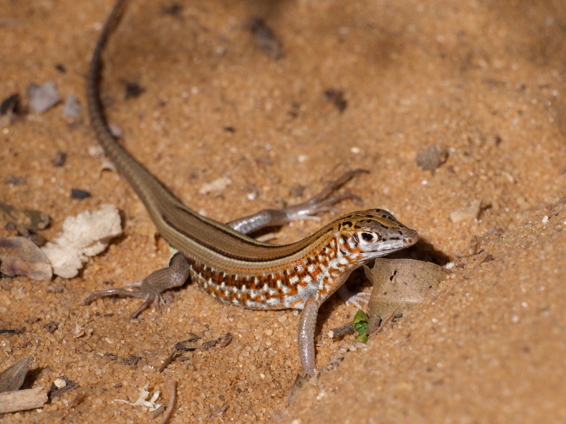 Peters's Keeled Cordylid (Tracheloptychus petersi), ready to run Along with its sibling species Tracheloptychus madagascariensis, this is one of the two small Madagascar lizards in the family Gerrhosauridae with keeled scales (the Zonosaurus species all have smooth scales). The &quot;Cordylid&quot; part of the common name is a leftover from when all these lizards were considered part of the family Cordylidae. Fall,Geotagged,Madagascar,Peters's Keeled Cordylid,Tracheloptychus petersi