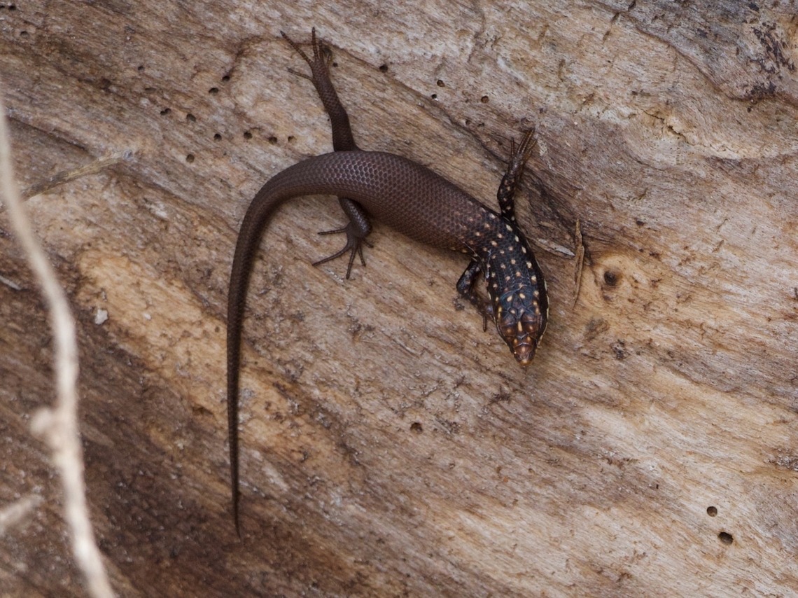 Gold-spotted Mabuya (Trachylepis aureopunctata) This is why you shouldn&#039;t include parts of scientific names in the common name. &quot;Mabuya&quot; is the name of a genus of skinks to which Madagascar&#039;s Trachylepis skinks formerly belonged. Cool looking skink though. Fall,Geotagged,Madagascar,Trachylepis aureopunctata