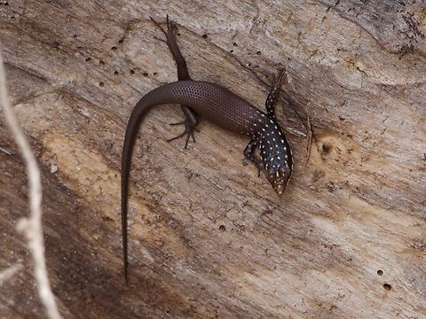 Gold-spotted Mabuya (Trachylepis aureopunctata) This is why you shouldn't include parts of scientific names in the common name. "Mabuya" is the name of a genus of skinks to which Madagascar's Trachylepis skinks formerly belonged. Cool looking skink though. Fall,Geotagged,Madagascar,Trachylepis aureopunctata