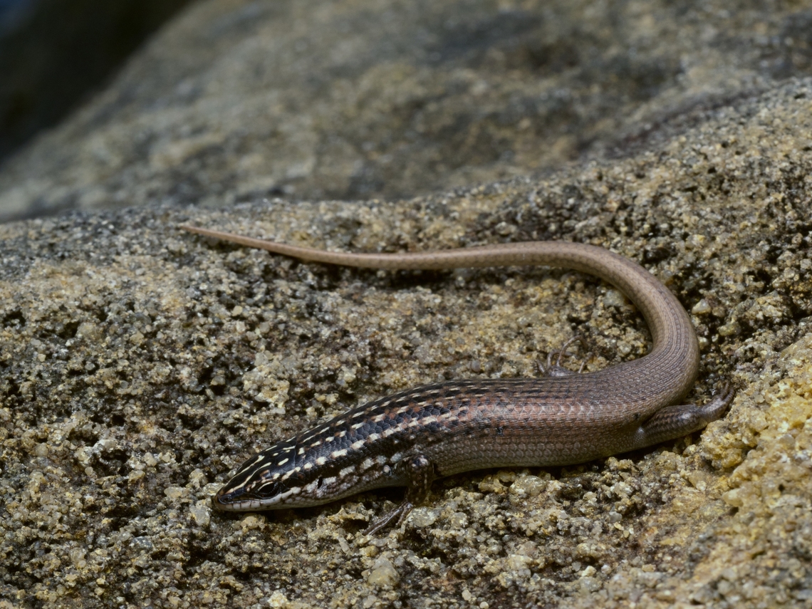 An Isalo Skink (Trachylepis nancycoutuae) on sandstone These are closely related to the much more widespread Gold-spotted Mabuya (Trachyelpis aureopunctata). Fall,Geotagged,Madagascar,Trachylepis nancycoutuae